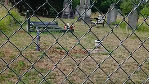 This flower was in carmelitas grave