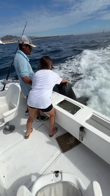 Tourist Gets to Pet a Friendly Sea Lion