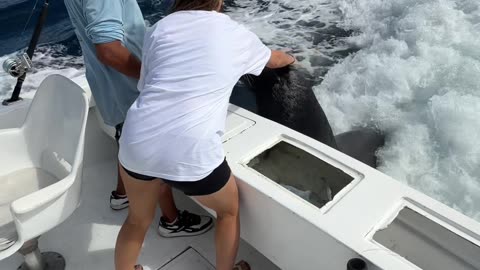 Tourist Gets to Pet a Friendly Sea Lion