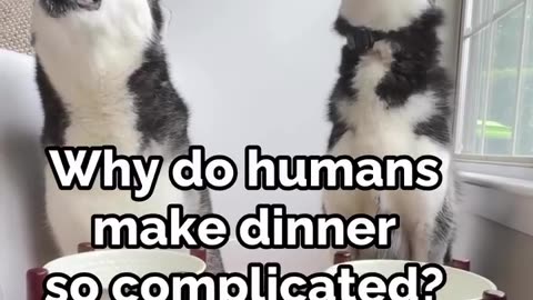 😂🐶 Why Can't We Eat Like Dogs? | FunFM