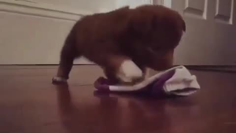 Funny dog life