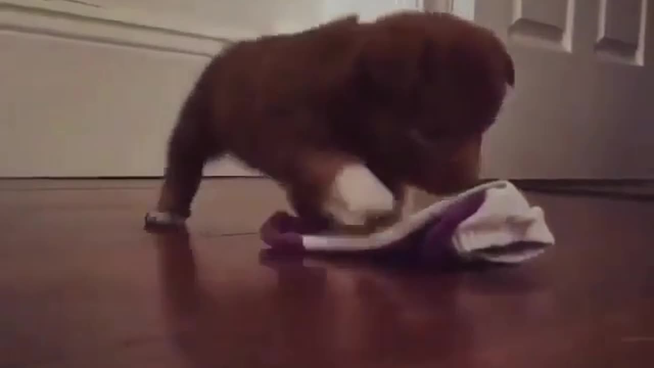 Funny dog life