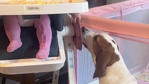 Girl Shares Dinner With Basset Hound