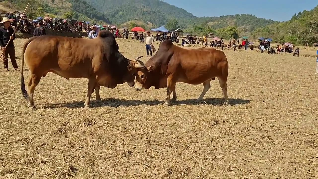 Nyuj Sib Nraus