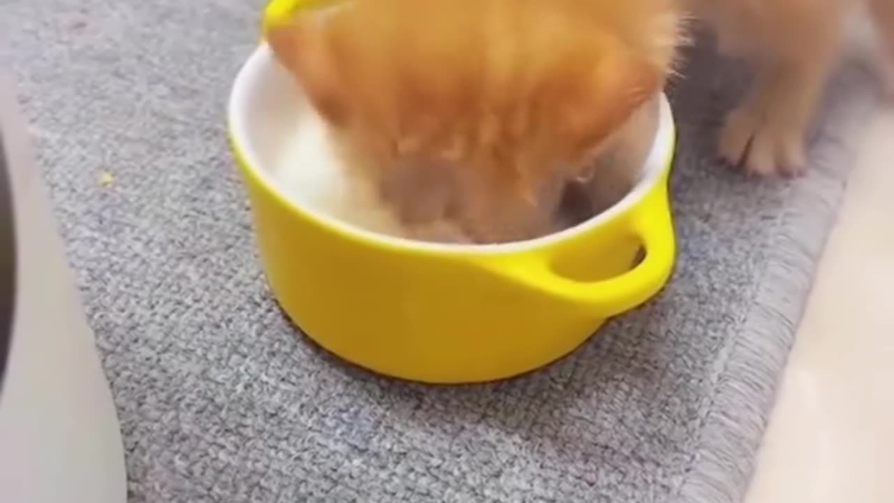 Greedy Floof 🐾
