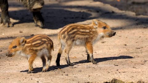 Baby Wild Boar Piglets | Funny and Cute