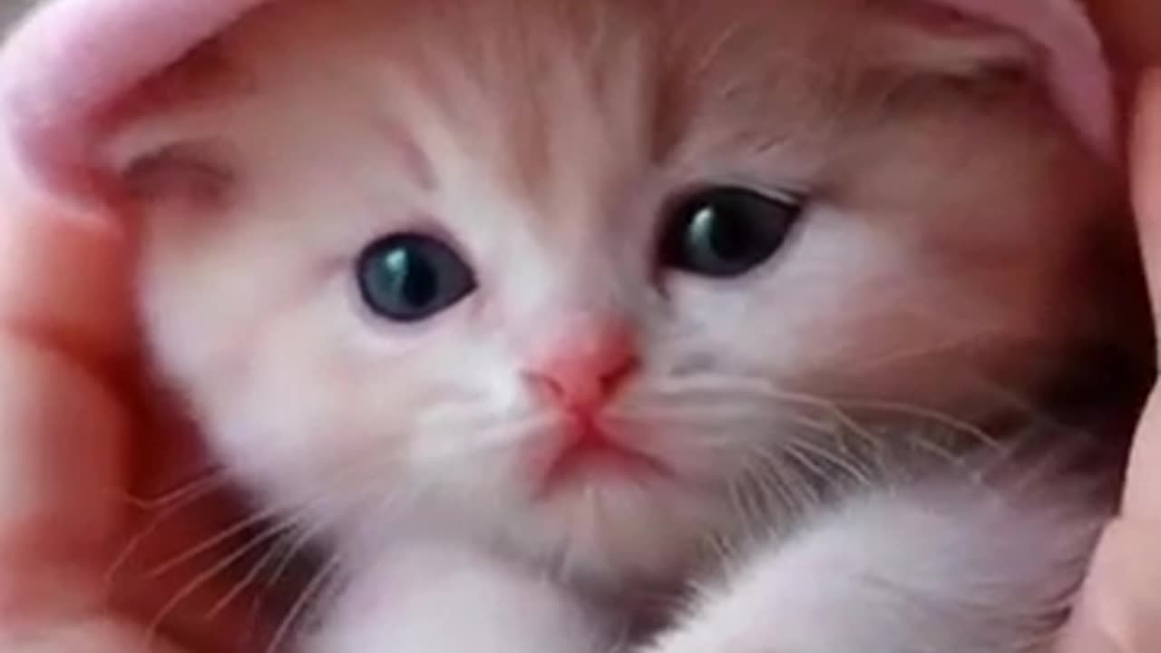 These kittens are simply incredible! 💜