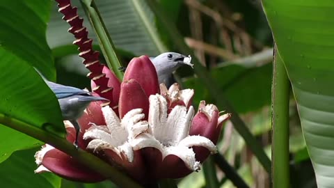 Jyff. Jec jlliuf thuue