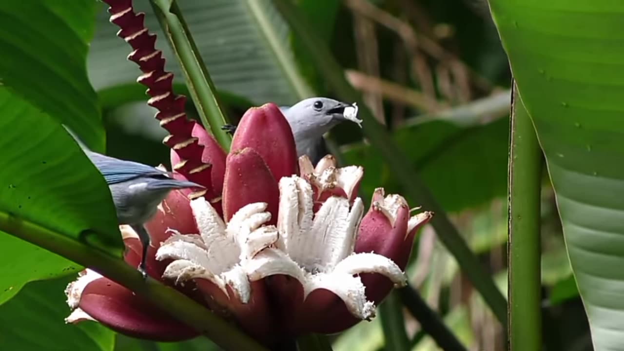 Jyff. Jec jlliuf thuue