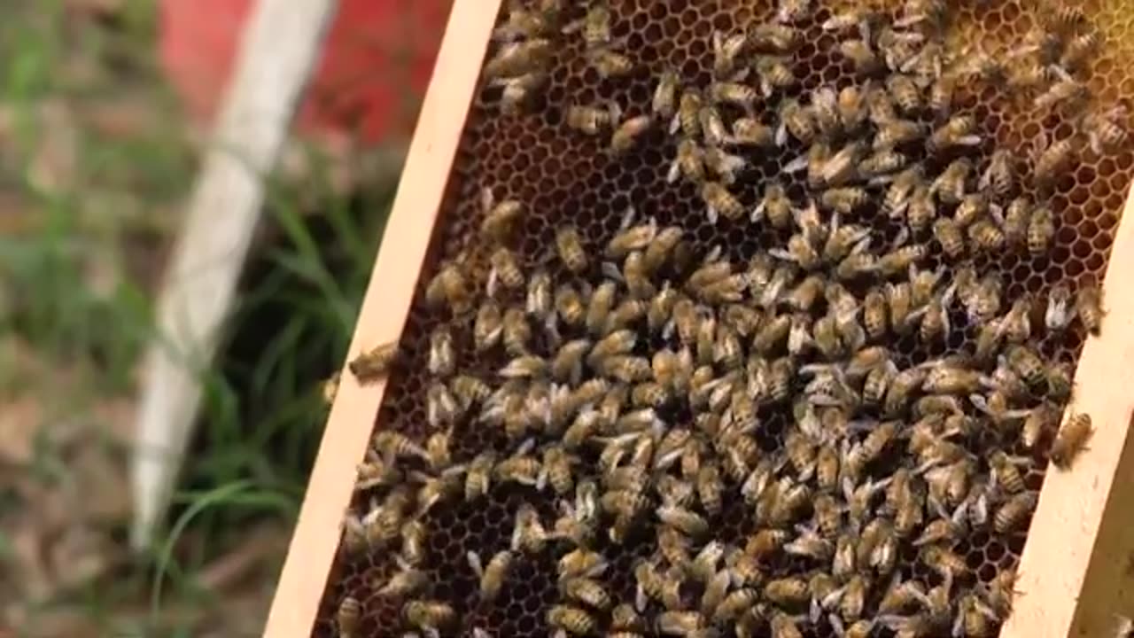 Efforts underway to rebuild bee colonies lost in Helene