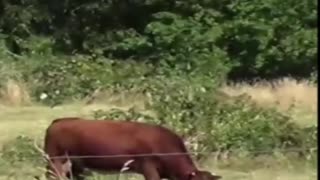cow