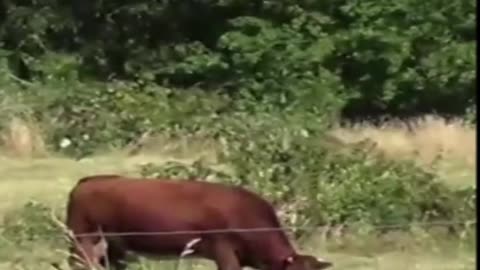 cow
