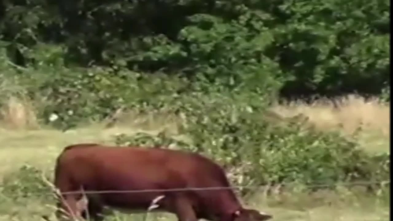cow