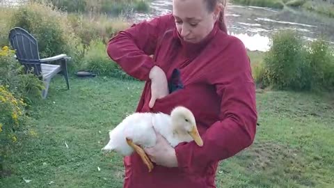 Pulling a leech off a duckling