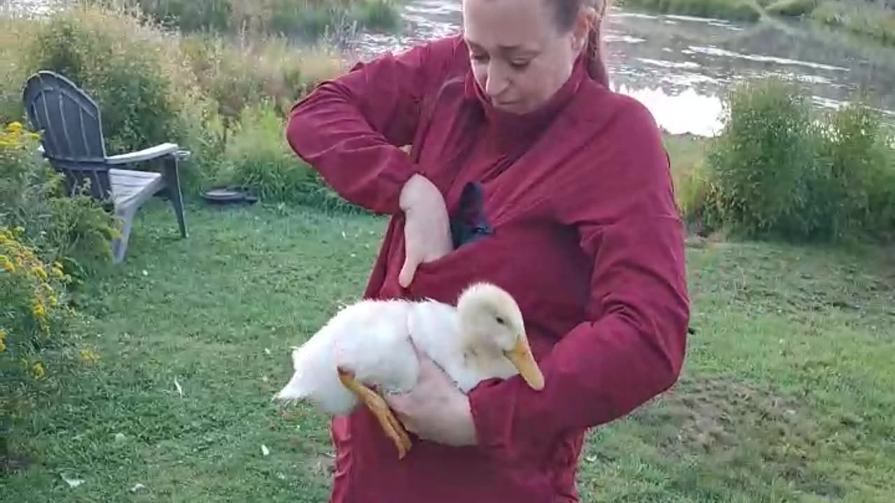 Pulling a leech off a duckling