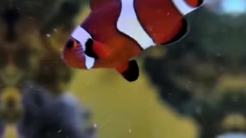 What Should I Name This Adorable Clownfish? 🤔🐟 #shorts #reeftank #namethefish #aquarium #fish