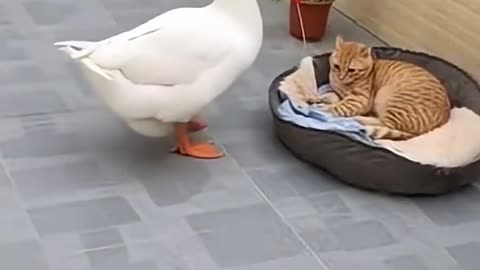 The goose surprised the cat