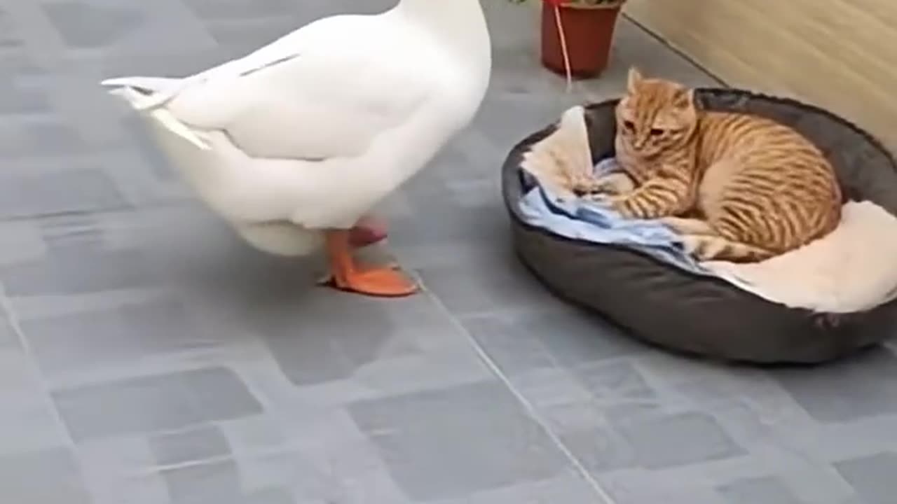 The goose surprised the cat