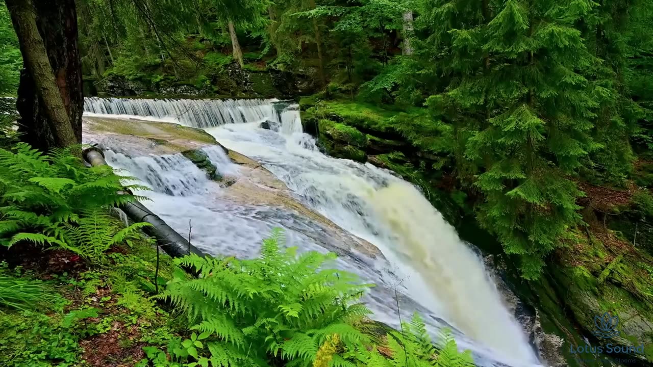 Lotus Sound – Beautiful Relaxing Music for Inner Peace & Calm Mind | Nature Sound Meditation