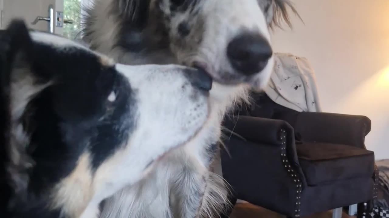 😂🐾 Murphy Takes Domestic Pawbuse Like a Total Champ! | FunFM