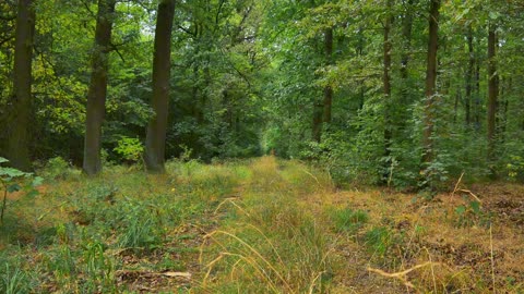 Nature Therapy: Escape Stress with Pure Forest Ambience & Birds