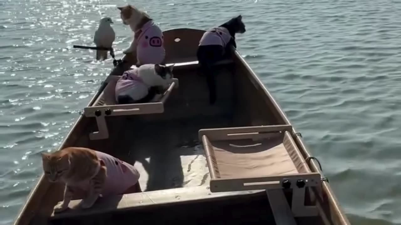 Happy Cats Playing and Having Fun 😺