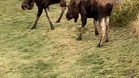 Two Bull Moose Tussle And Push