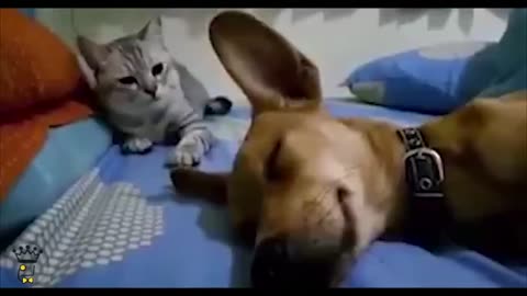 Cat smacks Dog for Farting