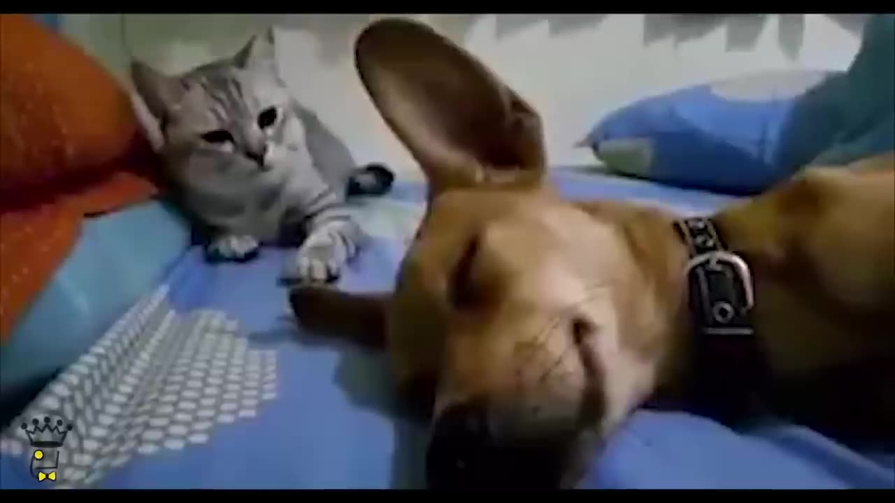 Cat smacks Dog for Farting