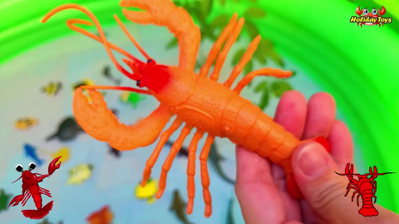 Dive Under the Sea to Meet Sunfish and Octopuses