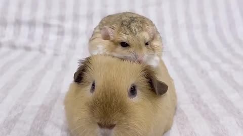 Too adorable 😭😭
