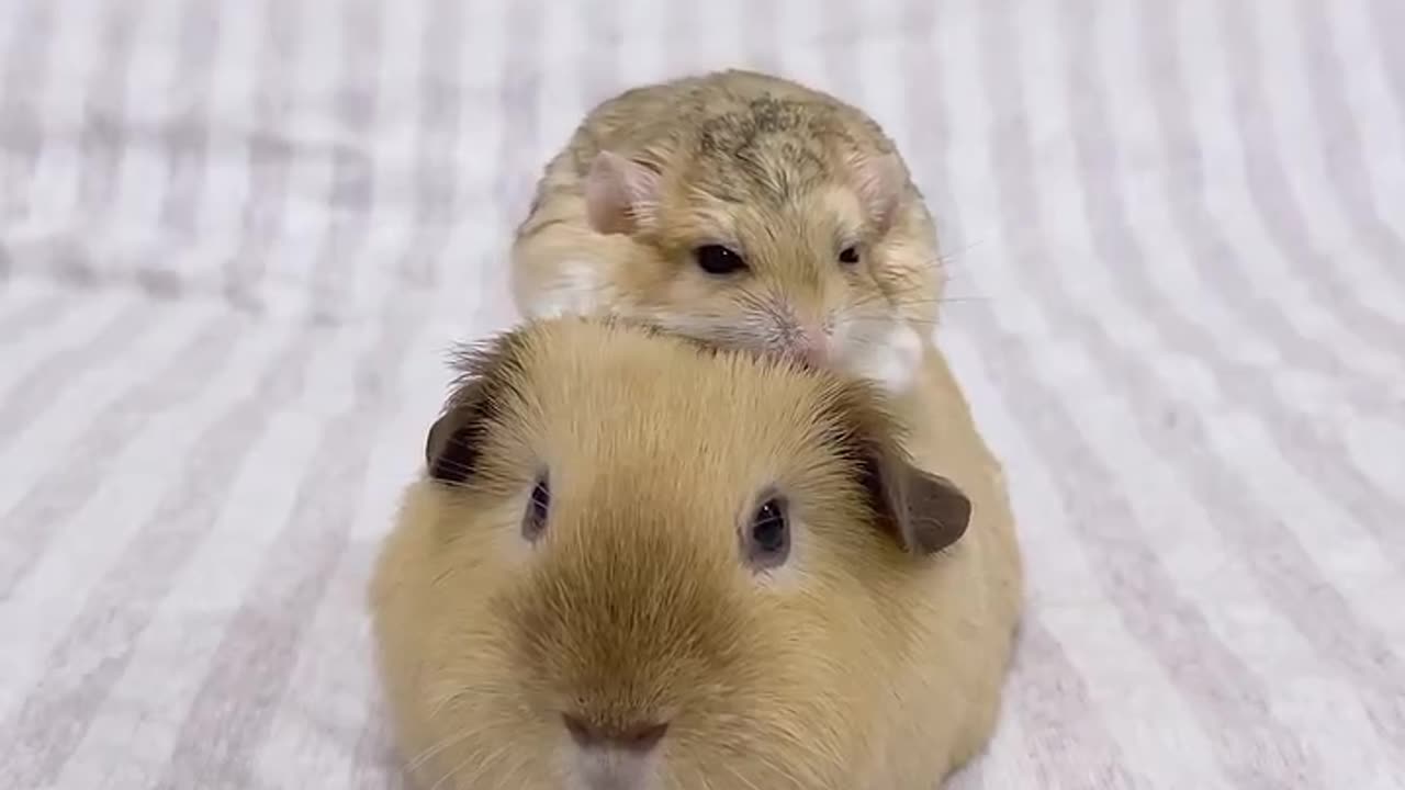 Too adorable 😭😭