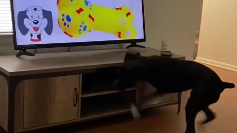 funny dogs