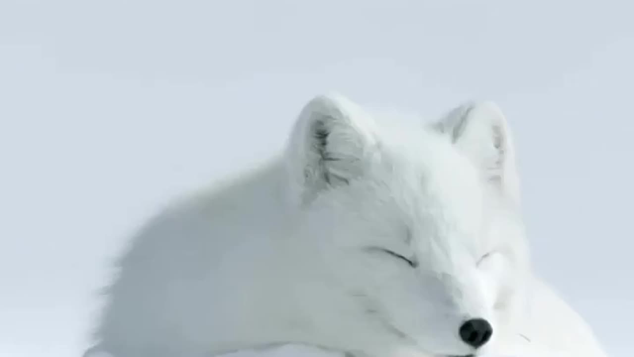 An Arctic Fox in its natural environment