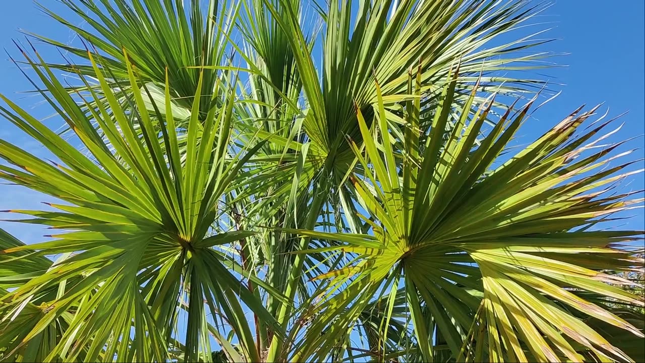 Test 153