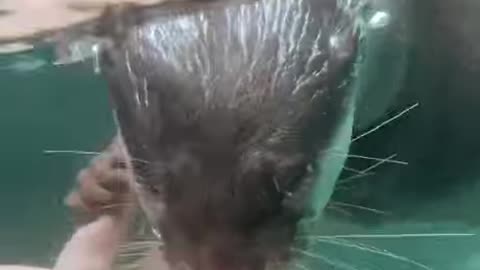 Otter Love