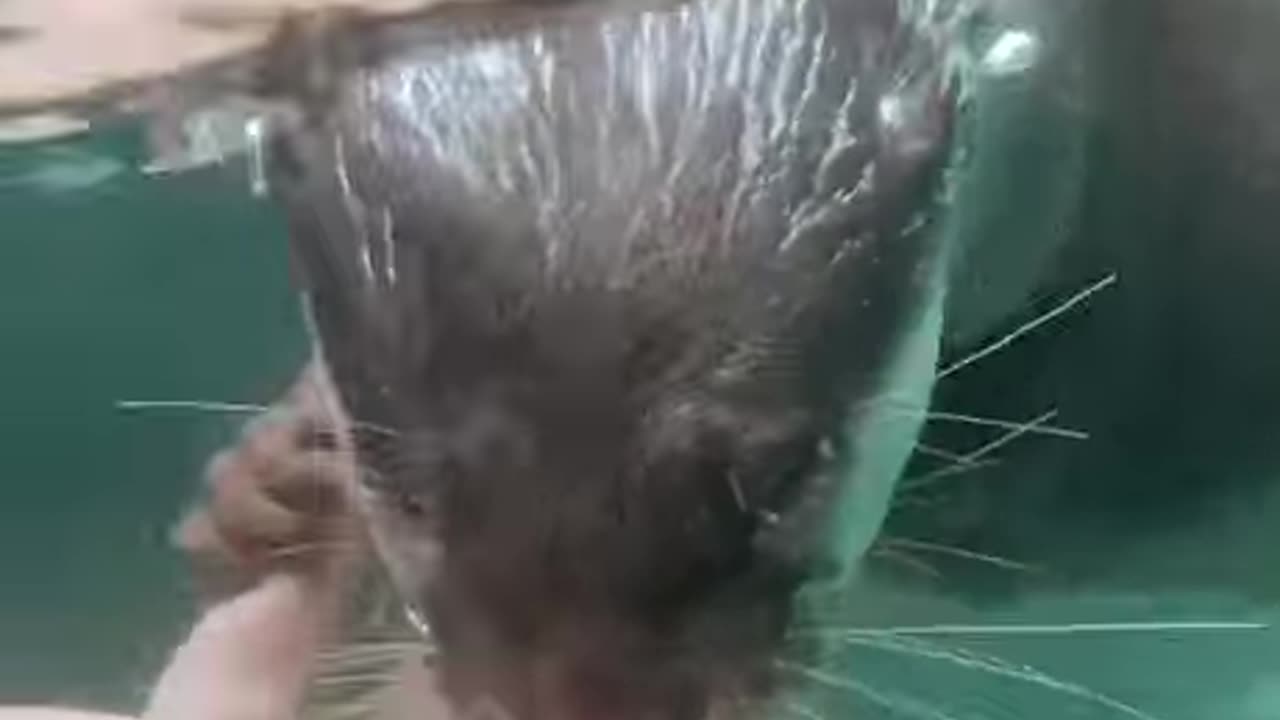 Otter Love
