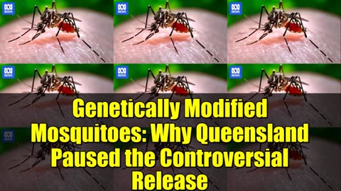 Genetically modified mosquitos Why QLD stopped controversial release