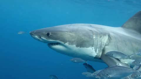 Great White Shark: The Ocean's Most Fascinating Marine Predator