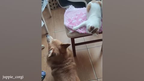 🐶❤️😺 When Dog and Cat Become Best Friends | Cutest Friendship Ever!