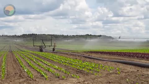 How American Farmers Harvest 2.5 Million Pounds Of Sweet Potatoes by Machine | Farming Documentary