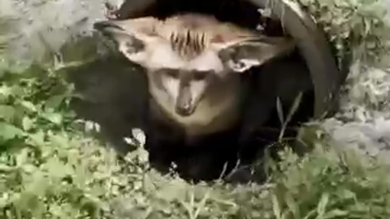 سننجاب پرنده