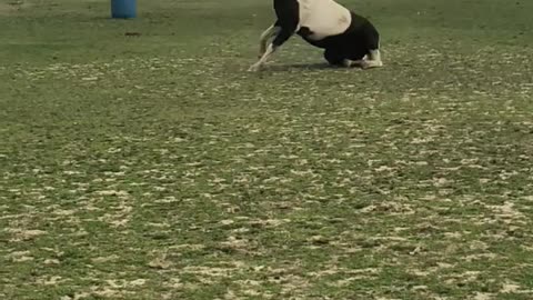 Quick Roll Followed by Jet Boosting Farts