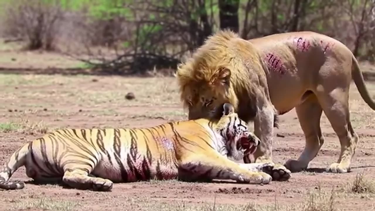 Tiger vs Lion