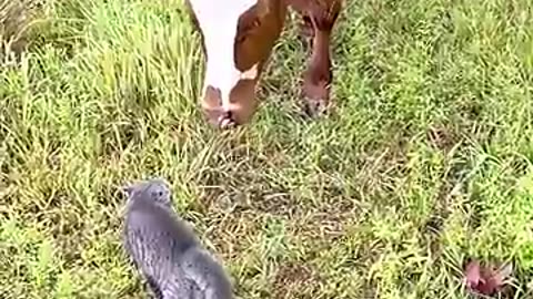 Funny animals 🤣😂
