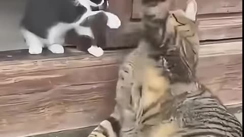 "😹 HILARIOUS Cats in Action! | Funniest Animal Moments Ever!" #funny