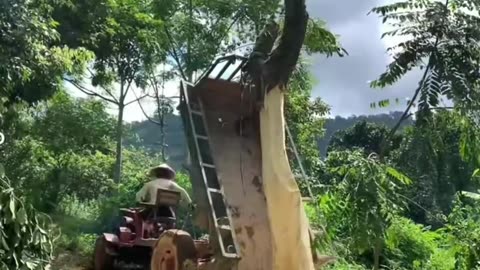 A beautiful village girl transporting wood by tractor in offroad..