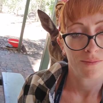 Kangaroo diaries only in Australia 🇦🇺