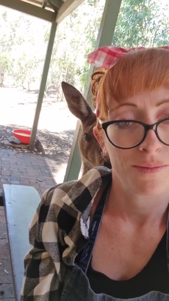 Kangaroo diaries only in Australia 🇦🇺