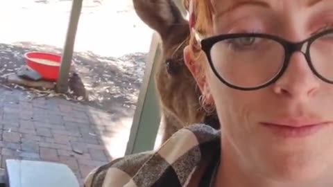 Kangaroo diaries only in Australia 🇦🇺